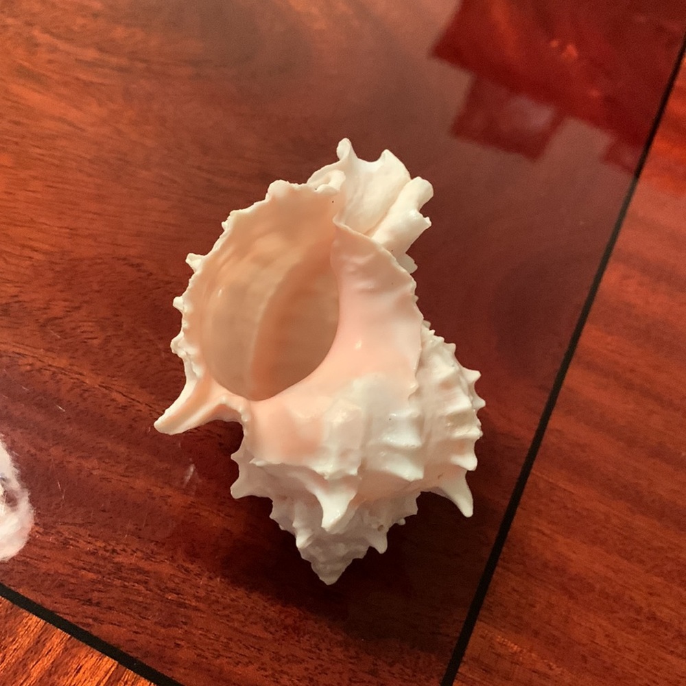 Seashell - Picture 4 of 4